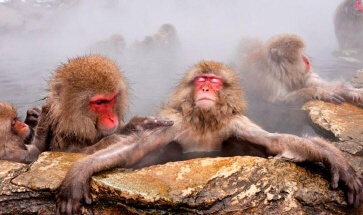 В заповедниках Японии сделают офисы для фрилансеров