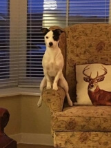 В России выступили за единые правила провоза животных