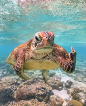 Снимок черепахи Терри стал лучшим смешным фото в этом году