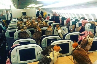 В самолетах установят видеокамеры