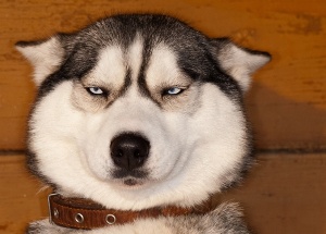 Самыми популярными кличками для собак в России стали Трамп и Чубайс