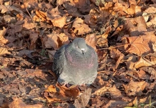 В Россию придет аномальное тепло