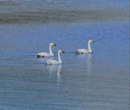 Лебеди редкого вида вернулись на Кунашир спустя 35 лет