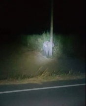 Слоненка поймали за воровством сахарного тростника. Он спрятался за столб, чтобы его не заметили