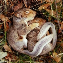 Мосприрода советует москвичам вести себя тихо в парках. Потому что животные засыпают