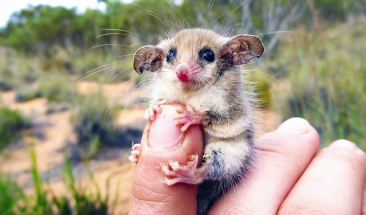 Столичные тушканчики впали в спячку. Их поместили в холодильник