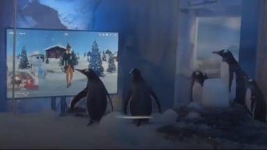 Пингвинам в Лондоне показывают рождественские фильмы, чтобы птицы не скучали