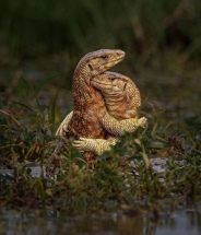 Метеорологи предсказали осадки в виде ягуан