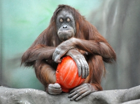 До Нового года все желающие могут принести подарки обитателям Московского зоопарка и не платить за билет