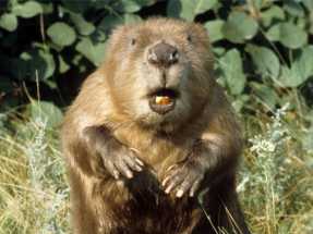 Бобров-москвичей могут выселить за МКАД