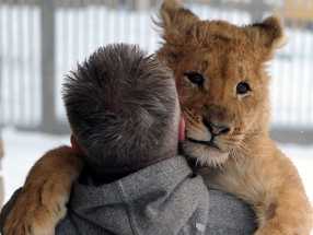 Госдума предлагает отбирать животных у хозяев за жестокое обращение