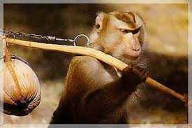 Десятки тысяч магазинов объявили бойкот кокосовому бренду за использование труда обезьян 