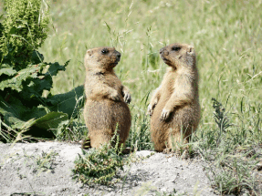 Московские сурки проспали День сурка