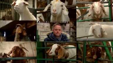 Британка во время пандемии продавала видеозвонки с козами