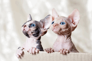 В Москве вдвое вырос спрос на котиков