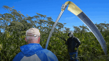 Злостных неплательщиков алиментов отправят бороться с борщевиком