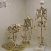 Из Зоологического музея в Петербурге украли полсотни черепов