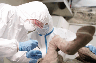 Российские ученые извлекут древние вирусы из ископаемых животных 