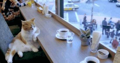 В Москве откроют коворкинг с котиками