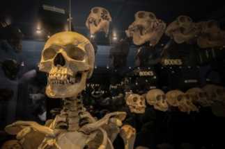 Раскрыта тайна исчезновения черепов из Зоологического института на сумму 3,5 млн рублей