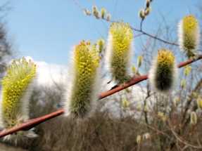 Москвичам рассказали, когда придет весна