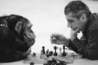 Компания Илона Маска вживила чип в мозг обезьяны 