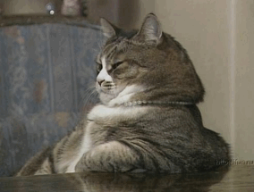 Ученые: кошки способны различать голоса хозяев, но не считают нужным реагировать на них