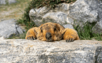 Московские сурки вышли из спячки с опозданием