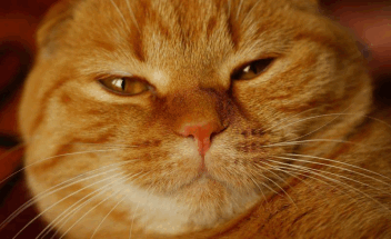 Москвичка унаследовала от бабушки 70 рыжих котов