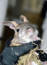 Тушканчиков Московского зоопарка вывели из зимней спячки