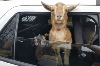 138 000 человек провалили экзамен на права по новым правилам