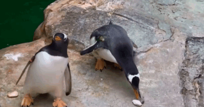 Пингвины-москвичи начали строить гнезда
