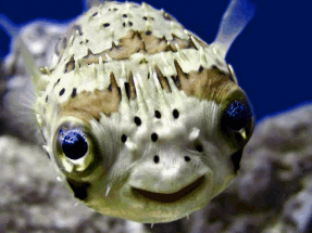 В водах Антальи зафиксировано большое количество ядовитых рыб фугу 