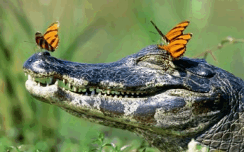 Китайский онлайн-магазин прислал ребенку крокодила вместо золотой рыбки