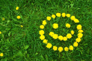 Российским дачникам грозят штрафы за одуванчики, мяту и ромашку на участке