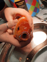 В Великобритании прожорливой рыбке сделали операцию на челюсть