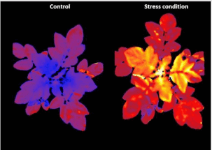 Ученые вывели сорт картофеля, который светится при стрессе