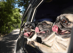 Кинолог: в жару собак нельзя стричь и обливать водой