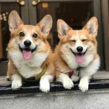 Столичные кафе стали принимать корги на работу – на должность менеджеров хорошего настроения