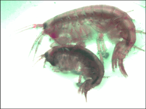Рачки-бокоплавы крадут понравившихся самок и носят их в лапках, чтобы те меньше уставали