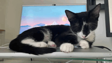 Интернет-портал опубликовал статью, написанную котом