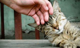 В России ограничат количество домашних питомцев, проживающих в квартире