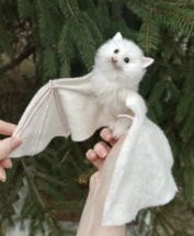 Китайские специалисты планировали заразить летучих мышей ковидом еще в 2018 году