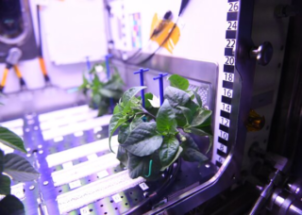 Первый космический перец зацвел на МКС