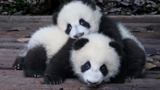 В мадридском зоопарке родились панды-близнецы