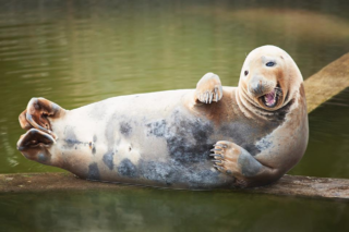 Московский зоопарк запустил акцию по сбору осеннего урожая