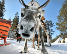 В России на оленей хотят надеть цифровые ошейники