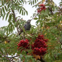 Скворцы наедаются ягодами перед долгой дорогой