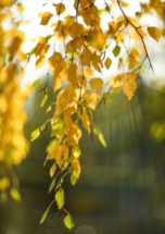 Москвичей ожидает тёплая неделя