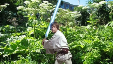 Штрафы за борщевик принесли Подмосковью 0,5 млрд рублей